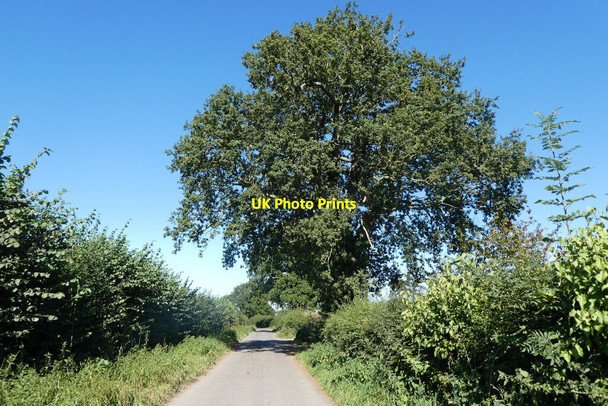 Photo 6"x4" Thorneymarsh Lane Dimmer c2021