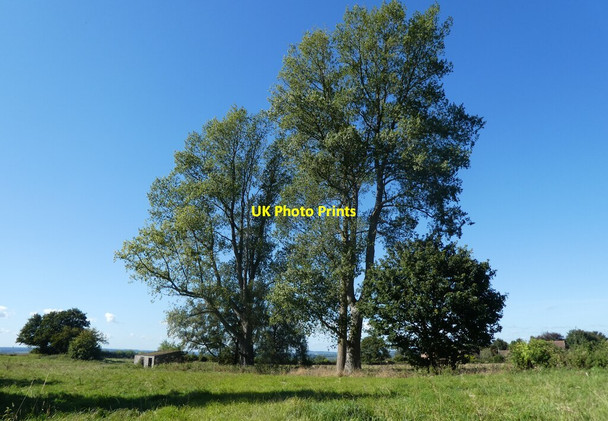 Photo 6"x4" Mature trees on South Street Castle Cary\/ST6332 c2021