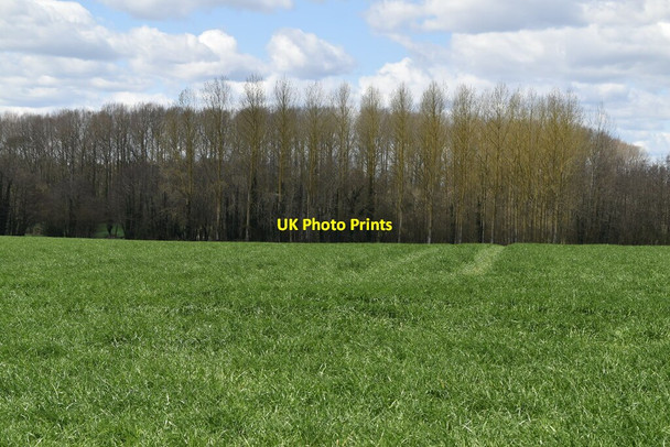 Photo 6"x4" Brownmill Spinney Little Chart Forstal c2021