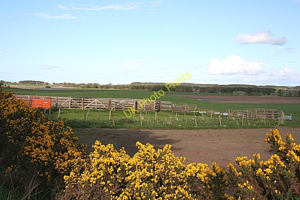 Photo 6"x4" Livestock Pens Miltonduff c2009
