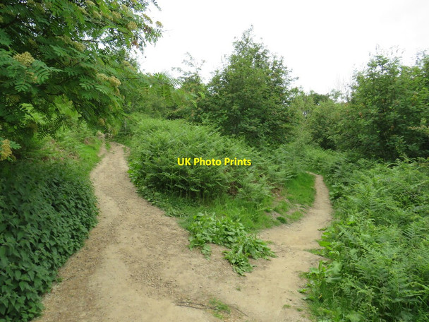 Photo 6"x4" Millennium Way, Ilkley Moor Ilkley c2021