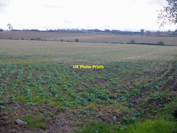 Photo 6"x4" Field, Millfield Manorhill c2021