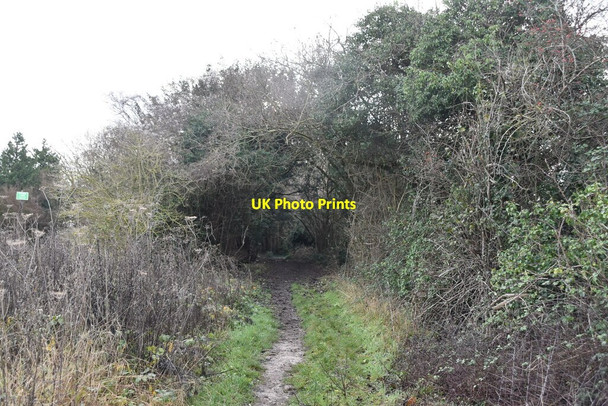 Photo 6"x4" Bridleway entering High Castle Wood East Hill\/TQ5562 c2020