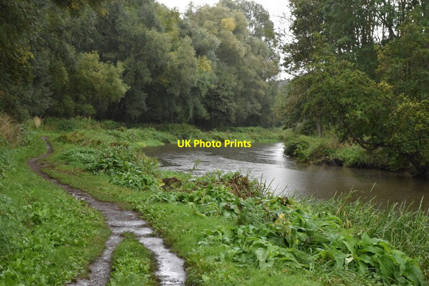 Photo 6"x4" Beside the River Wey at Burpham Burpham\/TQ0152 c2021