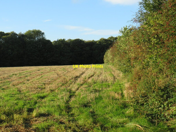 Photo 6"x4" Field on the North Downs near Vigo Great Buckland c2021