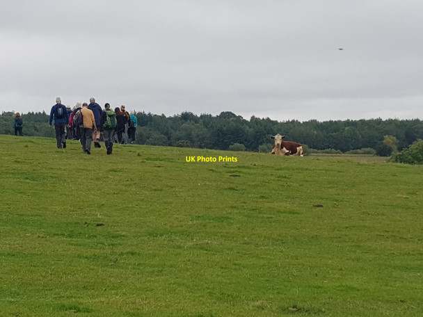 Photo 6"x4" Walkers passing cow near Walton Pool, Clent Walton Pool c2021