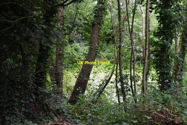 Photo 6"x4" Pond, Priory Wood Tonbridge c2021