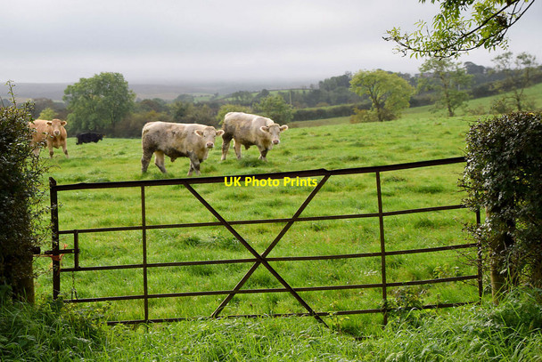 Photo 6"x4" Cattle, Tireenan Fintona c2021