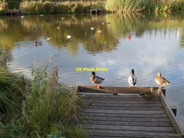 Photo 6"x4" Mallards on Wydon Water Hexham c2021