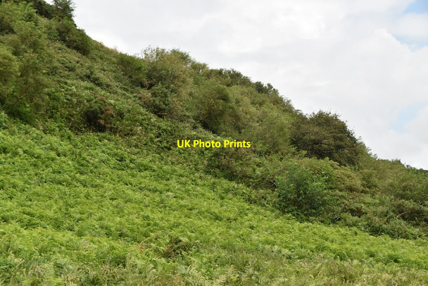 Photo 6"x4" Cadborough Cliff Rye c2021