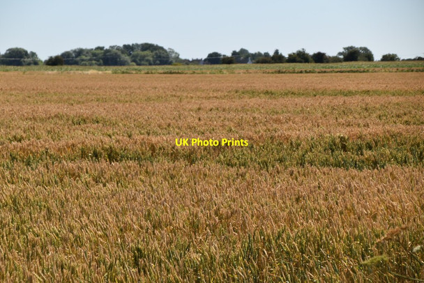 Photo 6"x4" Wheat field Donkey Street c2020