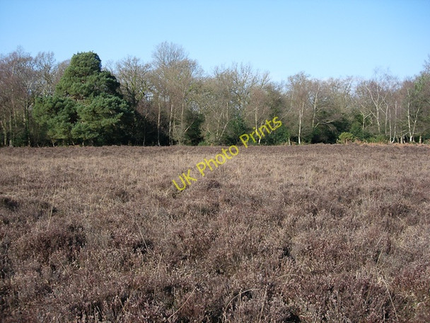 Photo 6"x4" Woodland by Beaulieu River Applemore c2009