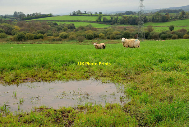Photo 6"x4" Sheep in a wet field, Baronagh Fintona c2021