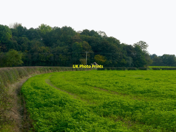 Photo 6"x4" Cover crop Ashford Carbonell c2021