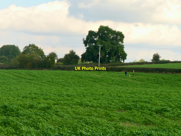 Photo 6"x4" Cover crop Ashford Carbonell c2021 P1