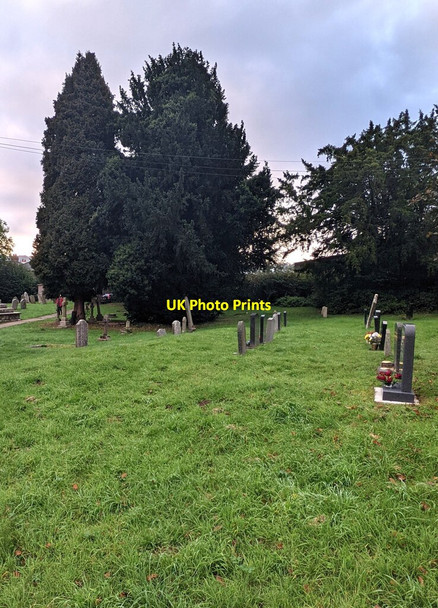 Photo 6"x4" Yews in the village churchyard, Wolvesnewton Wolvesnewton c2021