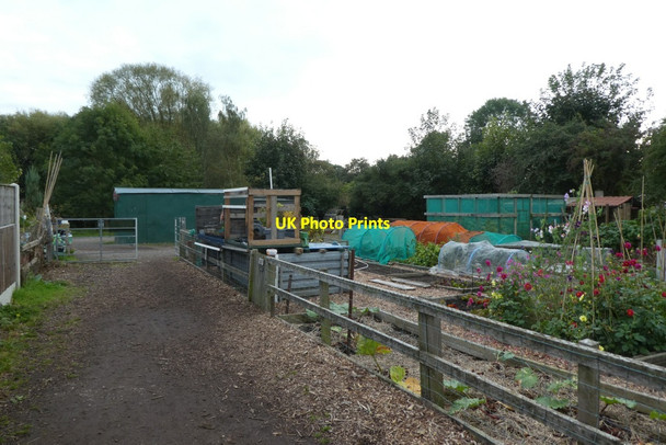 Photo 6"x4" Hempland Lane Allotments Tang Hall\/SE6252 c2021