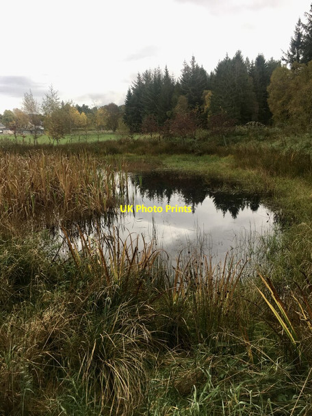 Photo 6"x4" Wildlife pond  Nethy Bridge c2021