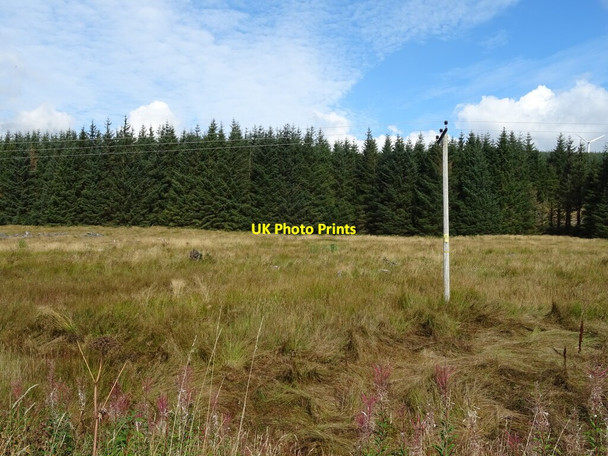 Photo 6"x4" Grassland towards woodland Elvanfoot c2021