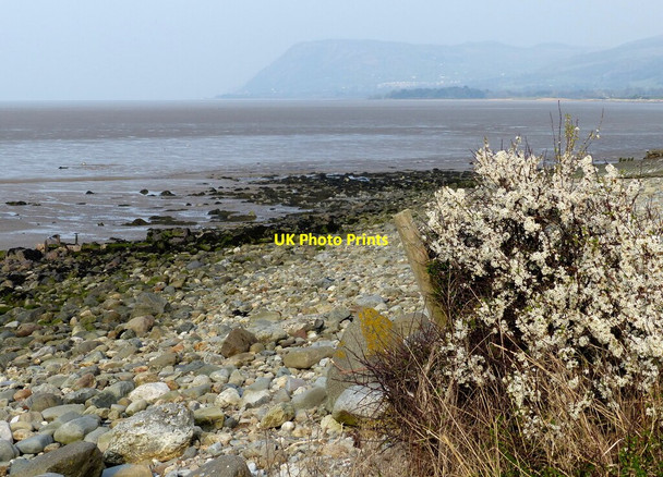 Photo 6"x4" Shoreline at Coed Gyfynys Tal-y-bont\/SH6070 c2019