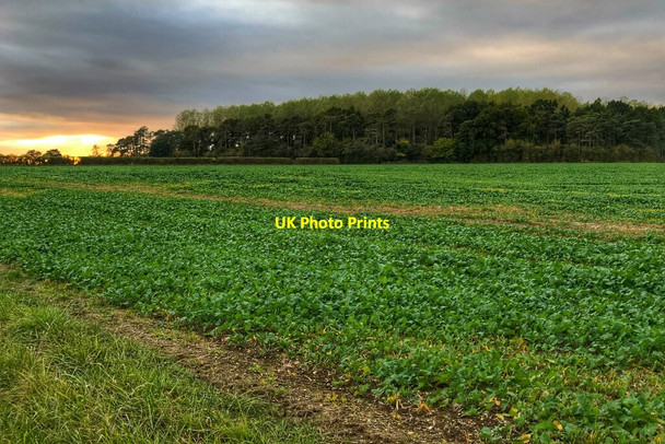 Photo 6"x4" Woodland by the byway Longstowe c2021
