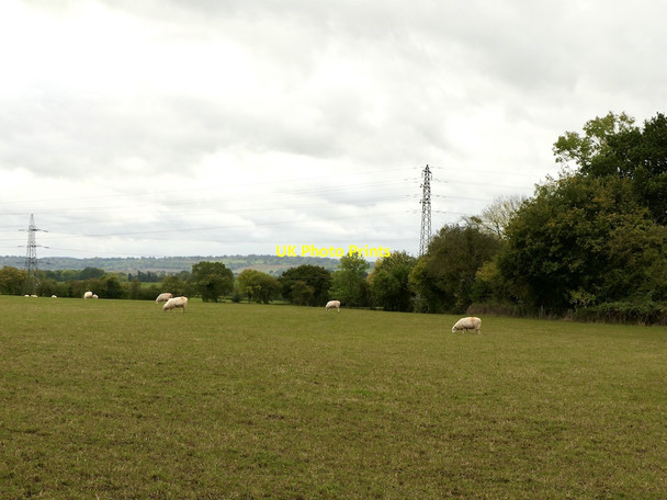 Photo 6"x4" Sheep, Greete Greete c2021