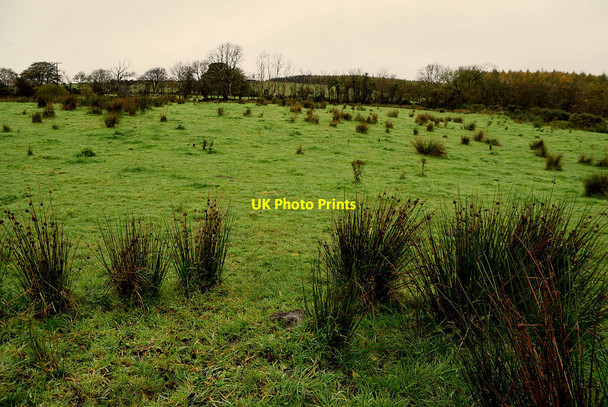 Photo 6"x4" Rushy ground, Faccary Mountfield\/H5378 c2021