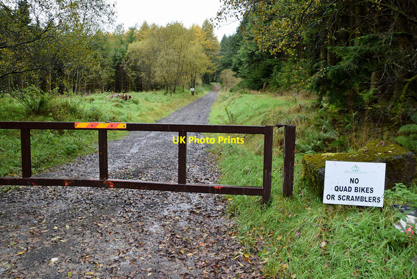 Photo 6"x4" Forest road, Killens Mountfield\/H5378 c2021