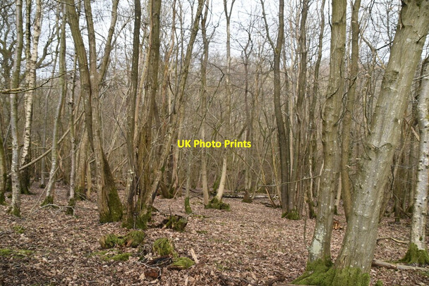 Photo 6"x4" Pheasants Wood Chapel Cross\/TQ6120 c2021