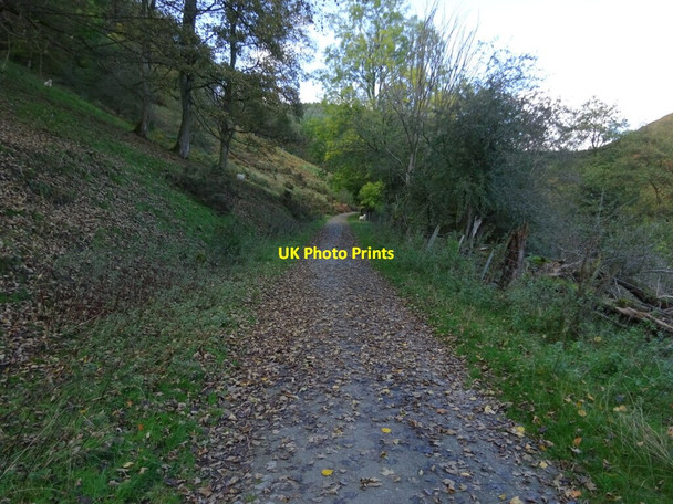 Photo 6"x4" Footpath leading up Nut Batch above Priors Holt Hamperley c2021