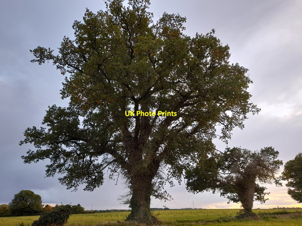 Photo 6"x4" Oak Tree, Thompson Pockthorpe\/TL9196 c2021