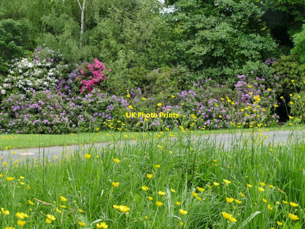 Photo 6"x4" Bowling Park: buttercups and rhododendrons Bradford\/SE1632 c2021