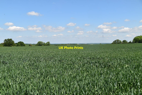Photo 6"x4" Wheat field Broad Green\/TL4439 c2021