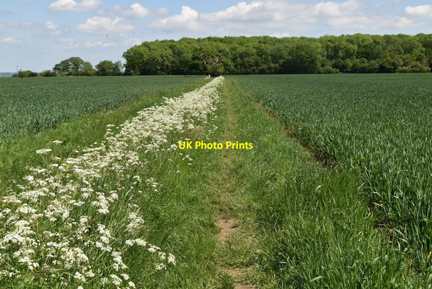 Photo 6"x4" Icknield Way Path Broad Green\/TL4439 c2021
