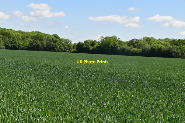 Photo 6"x4" Wheat Field Broad Green\/TL4439 c2021