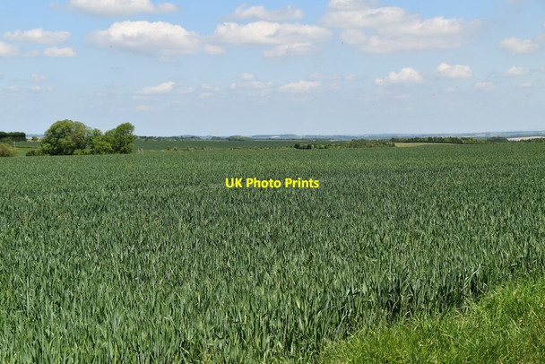 Photo 6"x4" Wheat field Broad Green\/TL4439 c2021