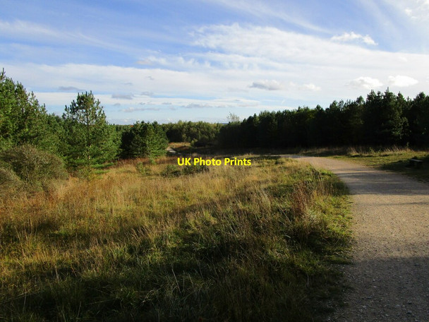 Photo 6"x4" Track in Silverhill Wood Country Park Fackley c2021