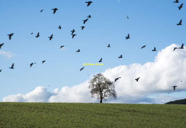 Photo 6"x4" Lone tree in field with birds Brandon\/NZ2339 c2021