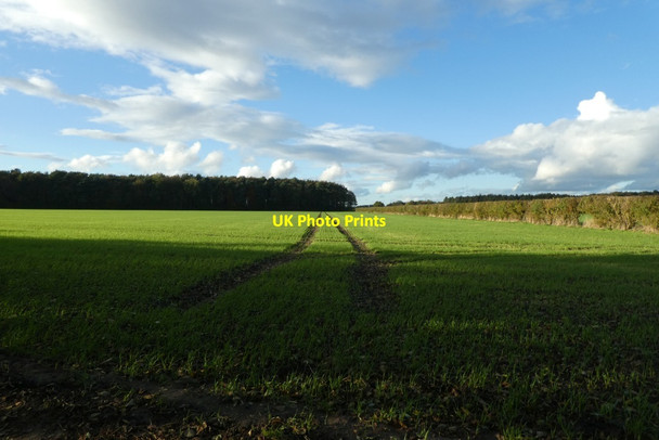 Photo 6"x4" Field and Bland's Plantation Crockey Hill c2021