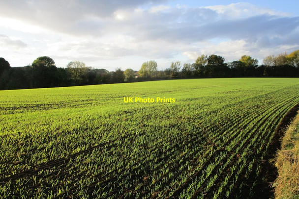 Photo 6"x4" Autumn sown crop alongside Peartree Lane Teversal c2021