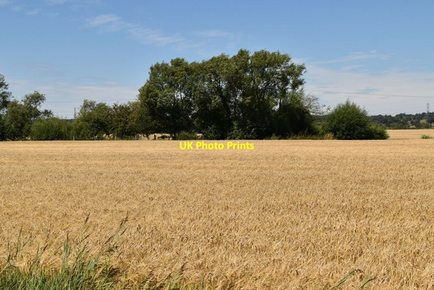 Photo 6"x4" Wheat field Newchurch\/TR0531 c2020
