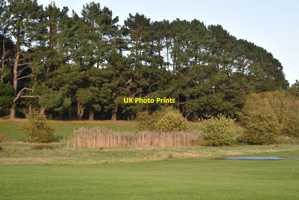 Photo 6"x4" Line of trees beside Fawley Road Fawley\/SU4503 c2021