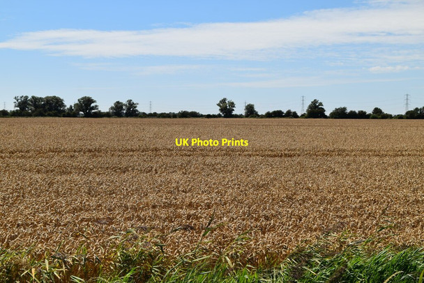 Photo 6"x4" Wheat field Newchurch\/TR0531 c2020