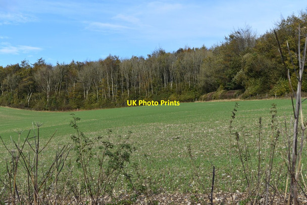 Photo 6"x4" View across field beside Lodge Coppice Dinton\/SU0131 c2021