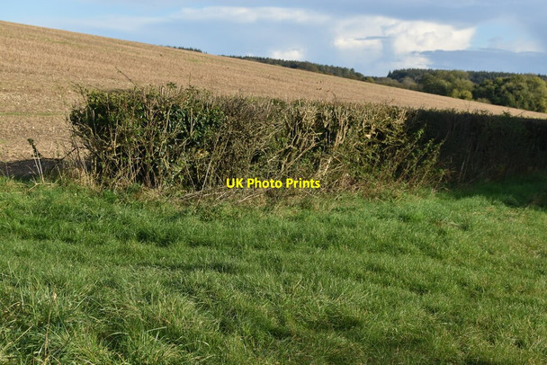 Photo 6"x4" Hedge and field beside Monarch's Way Dinton\/SU0131 c2021