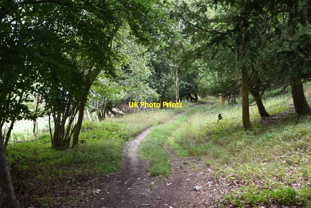 Photo 6"x4" Footpath, Great Wood Skirmett c2020