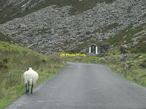 Photo 6"x4" Sheep on the road Dunaff c2021