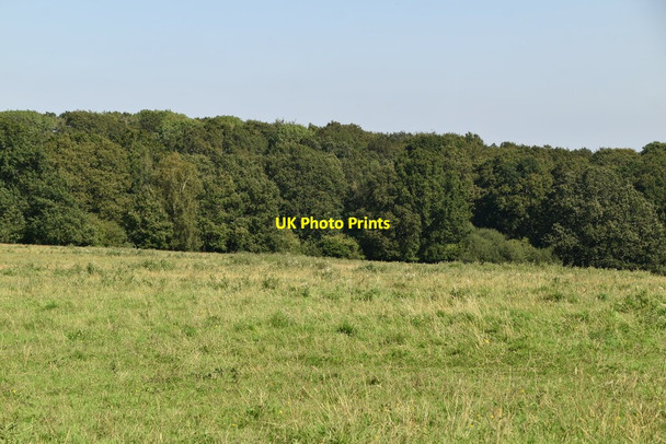 Photo 6"x4" Woodland near Sussex Border Path Cowden\/TQ4640 c2021