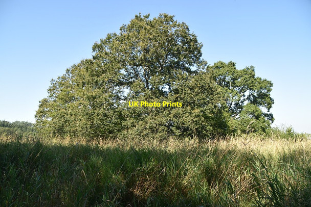 Photo 6"x4" Wooded pond Cowden\/TQ4640 c2021