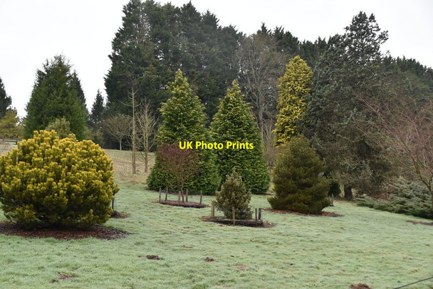 Photo 6"x4" Bedgebury Pinetum Bedgebury Cross c2021